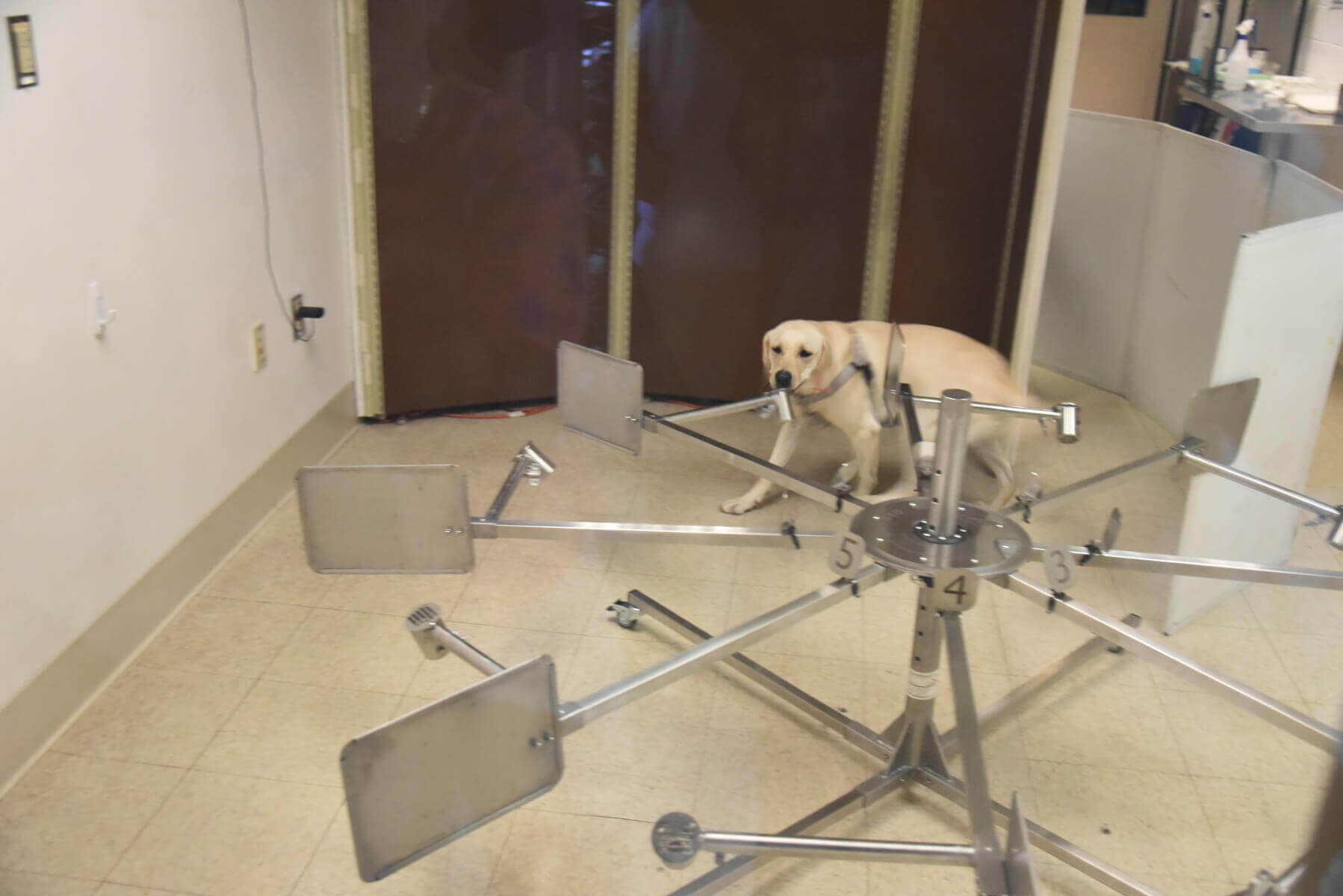 Dog Training