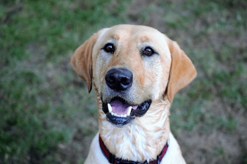 Roxie Artifact Finder